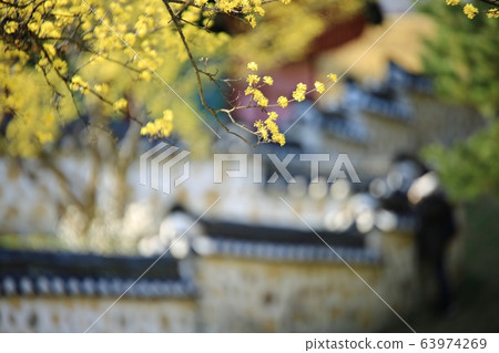顯忠寺的春天 63974269