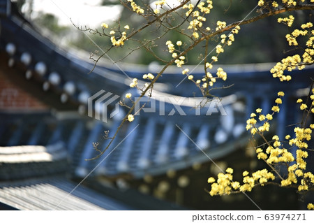 顯忠寺的春天 63974271