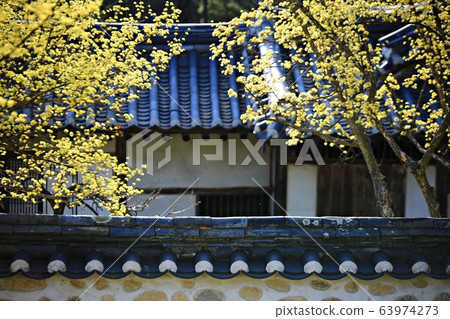 顯忠寺的春天 63974273