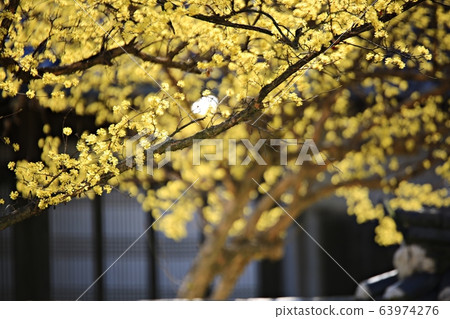 顯忠寺的春天 63974276