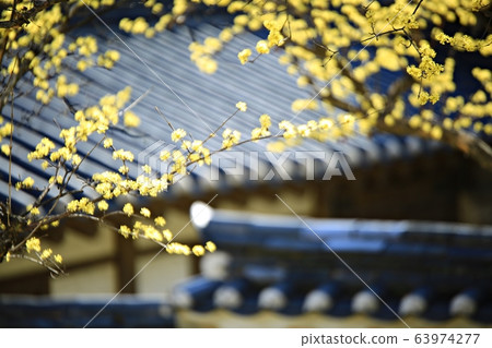 顯忠寺的春天 63974277