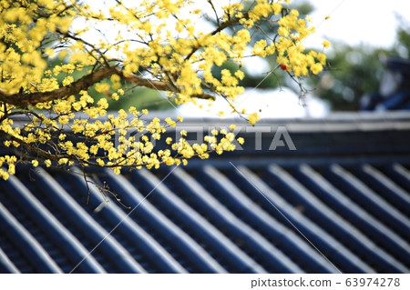 顯忠寺的春天 63974278