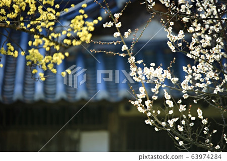 顯忠寺的春天 63974284