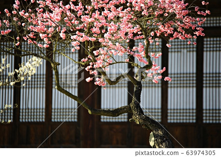 顯忠寺的春天 63974305