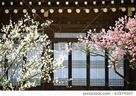 顯忠寺的春天 63974307