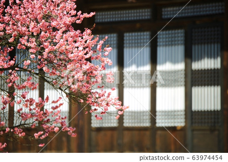 顯忠寺的春天 63974454