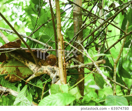 Philippine glasses 63974780