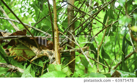 Philippine glasses 63975478