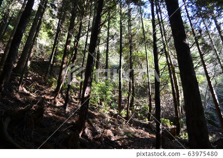 In the grove 63975480