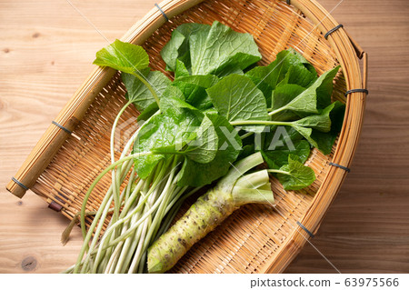 本山和芥末葉 本山和芥末葉 63975566