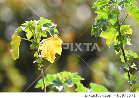 Yamadaike Park 63975571