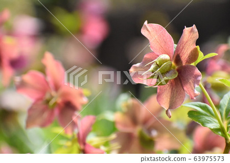 Yamadaike Park 63975573