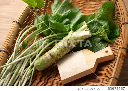 Hon-yamai and wasabi leaves 63975667