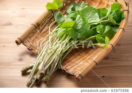 Mountain Aoan leaves 63975886
