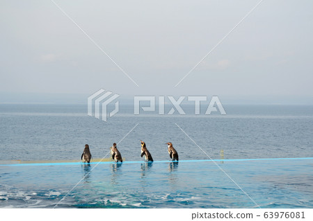 Notojima Aquarium Penguin Notojima Aquarium Penguin 63976081