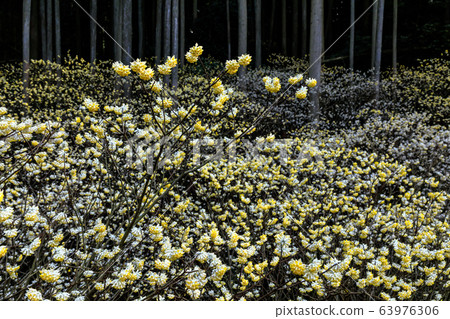 西寶寺三um 63976306