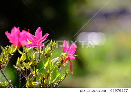 杜鵑花A 63976377