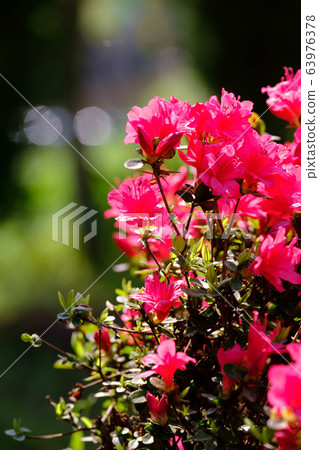 杜鵑花B 杜鵑花B 63976378