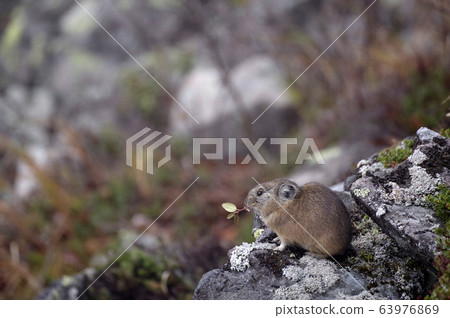 Ezo naughty rabbit 63976869