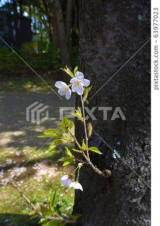 One cherry tree One cherry tree 63977023