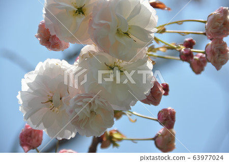 Cherry Blossoms Cherry Blossoms 63977024
