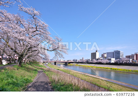 明日香河的櫻花 63977216