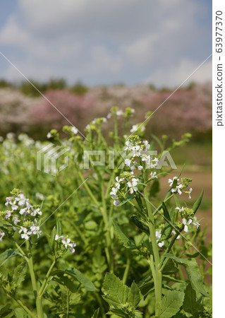 Daikon花 63977370