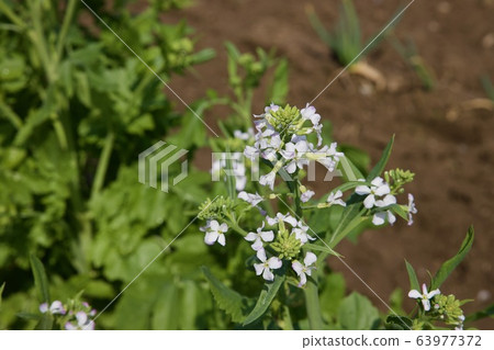Daikon花 63977372