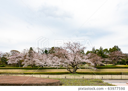Yoshino cherry tree 113 63977598