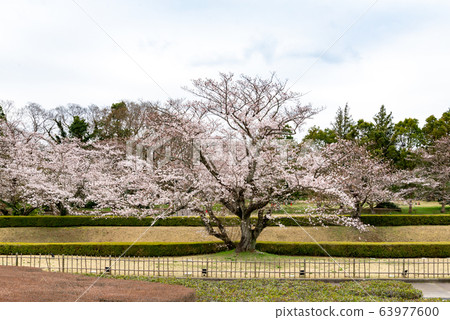 吉野櫻花樹115 63977600