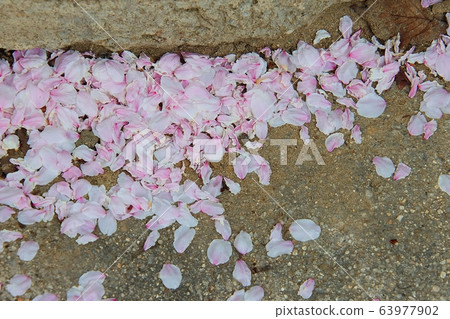 Petals falling on the floor Petals falling on the floor 63977902