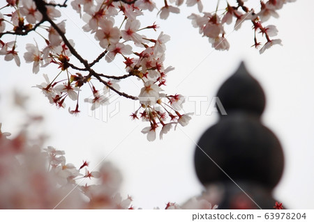 Cherry blossoms and structures Cherry blossoms and structures 63978204