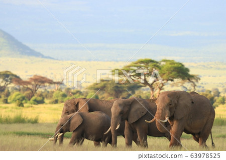 African elephant 63978525