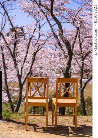 Miyagi Prefecture Matsushima Town Cherry blossoms in full bloom and Matsu Park in the West Return to cherry blossom viewing chairs 63978623