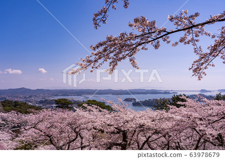 宮城縣松島町，盛開的櫻花，春天回來的松公園，春天的松島灣 63978679