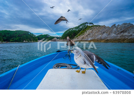 [Iwate] Life with sea gulls Jodogahama 63978808