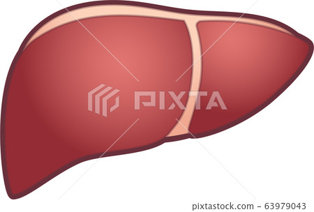 肝性格 肝性格 63979043