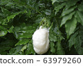 Spawning eggs of Molia frog 63979260