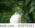 Spawning eggs of Molia frog 63979261