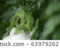 Spawning eggs of Molia frog 63979262