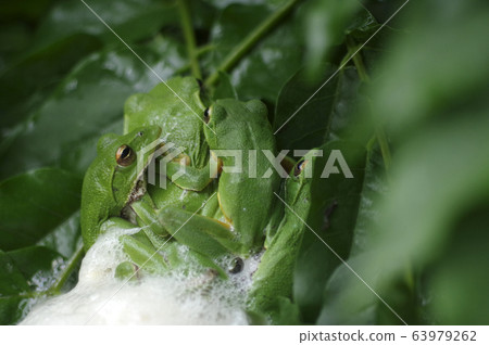 Spawning eggs of Molia frog Spawning eggs of Molia frog 63979262