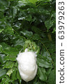 Spawning eggs of Molia frog 63979263