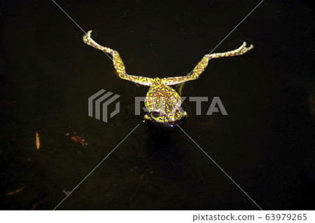 Moria gull frog 63979265