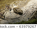 Red-headed frog 63979267