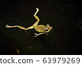 Moria gull frog 63979269