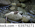 Red-headed frog 63979271