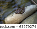 Red-headed frog 63979274