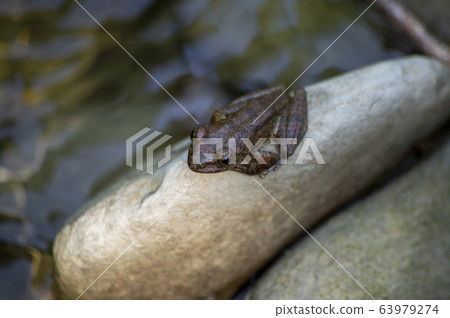 Red-headed frog 63979274