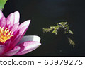 Moria gull frog 63979275
