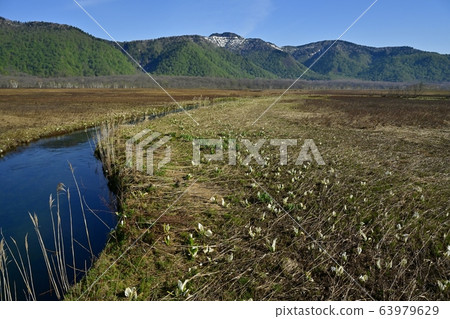 Ozegahara at the time of bud blooming Ozegahara at the time of bud blooming 63979629